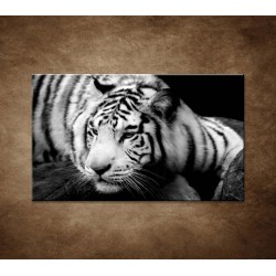 Obrazy na stenu - Sibírsky tiger
