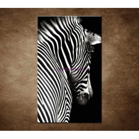 Obrazy na stenu - Zebra
