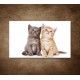Obrazy na stenu - Dve mačiatká
