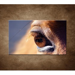 Obrazy na stenu - Koňské oko - detail