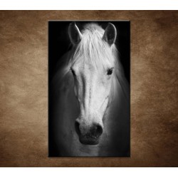 Obrazy na stenu - Biely kôň
