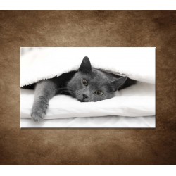 Obrazy na stenu - Odpočívajúca mačka