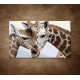 Obrazy na stenu - Žirafy