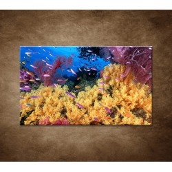 Obrazy na stenu - Korálový útes