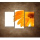 Obrazy na stenu - Oranžová gerbera - 3dielny 75x50cm