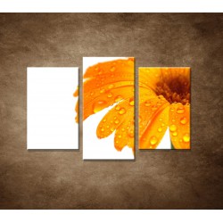 Obrazy na stenu - Oranžová gerbera - 3dielny 75x50cm