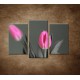 Obrazy na stenu - Ružové tulipány - 3dielny 75x50cm