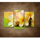 Obrazy na stenu - Žltá orchidea - 3dielny 75x50cm