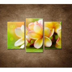 Obrazy na stenu - Žltá orchidea - 3dielny 75x50cm