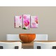 Obrazy na stenu - Ružová orchidea - 3dielny 75x50cm