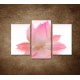 Obrazy na stenu - Lotosový kvet - 3dielny 75x50cm