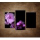 Obrazy na stenu - Čerešňový kvet - 3dielny 75x50cm