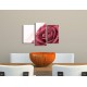 Obrazy na stenu - Ruža s rosou - 3dielny 75x50cm