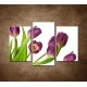 Obrazy na stenu - Fialové tulipány - 3dielny 75x50cm