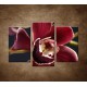 Obrazy na stenu - Bordová orchidea - 3dielny 75x50cm