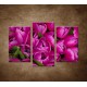 Obrazy na stenu - Krásne tulipány - 3dielny 75x50cm