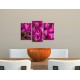 Obrazy na stenu - Krásne tulipány - 3dielny 75x50cm