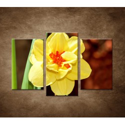 Narcis - detail - 3dielny 75x50cm