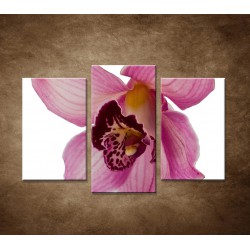 Orchidea - detail - 3dielny 75x50cm