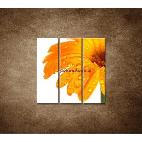 Obrazy na stenu - Oranžová gerbera - 3dielny 90x90cm