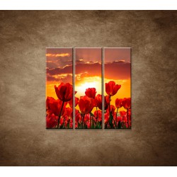 Obrazy na stenu - Západ slnka nad tulipánmi - 3dielny 90x90cm