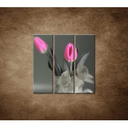 Obrazy na stenu - Ružové tulipány - 3dielny 90x90cm