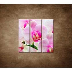 Obrazy na stenu - Ružová orchidea - 3dielny 90x90cm