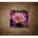 Obrazy na stenu - Lotosové kvety - 3dielny 90x90cm