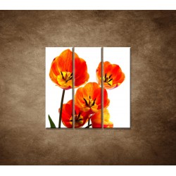 Obrazy na stenu - Oranžové tulipány - 3dielny 90x90cm