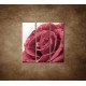 Obrazy na stenu - Ruža s rosou - 3dielny 90x90cm