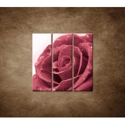 Ruža s rosou - 3dielny 90x90cm