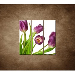 Fialové tulipány - 3dielny 90x90cm