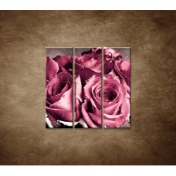 Obrazy na stenu - Kytica ruží - 3dielny 90x90cm