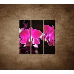 Ružová orchidea na čiernom pozadí - 3dielny 90x90cm