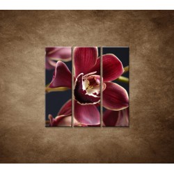 Obrazy na stenu - Bordová orchidea - 3dielny 90x90cm