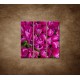 Obrazy na stenu - Krásne tulipány - 3dielny 90x90cm