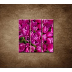 Obrazy na stenu - Krásne tulipány - 3dielny 90x90cm