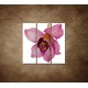 Obrazy na stenu - Orchidea - detail - 3dielny 90x90cm