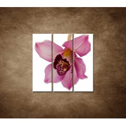 Orchidea - detail - 3dielny 90x90cm