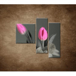 Obrazy na stenu - Ružové tulipány - 3dielny 110x90cm