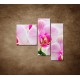 Obrazy na stenu - Ružová orchidea - 3dielny 110x90cm