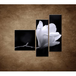 Obrazy na stenu - Kvet magnólie - 3dielny 110x90cm