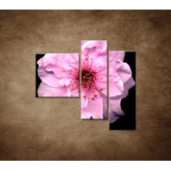 Obrazy na stenu - Kvet čerešne - 3dielny 110x90cm