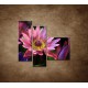 Obrazy na stenu - Lotosové kvety - 3dielny 110x90cm