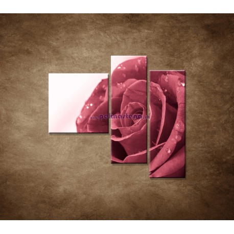 Obrazy na stenu - Ruža s rosou - 3dielny 110x90cm