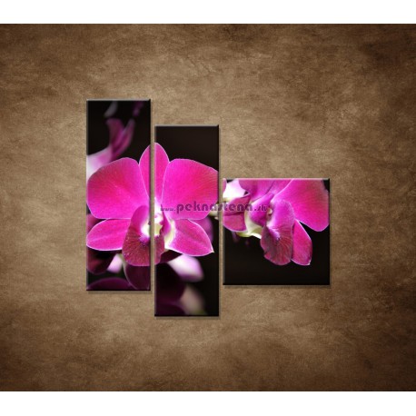 Obrazy na stenu - Ružová orchidea na čiernom pozadí - 3dielny 110x90cm