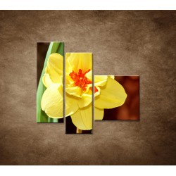 Obrazy na stenu - Narcis - detail - 3dielny 110x90cm