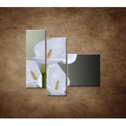 Obrazy na stenu - Tri biele kaly - 3dielny 110x90cm