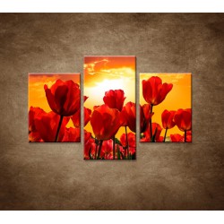 Obrazy na stenu - Západ slnka nad tulipánmi - 3dielny 90x60cm