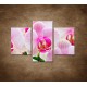 Obrazy na stenu - Ružová orchidea - 3dielny 90x60cm